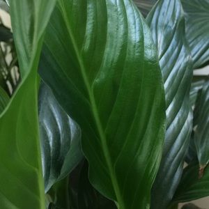 Meet your Posher, Cee